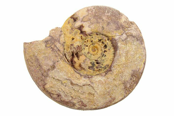 Jurassic Ammonite (Hildoceras?) Fossil - Morocco #289707